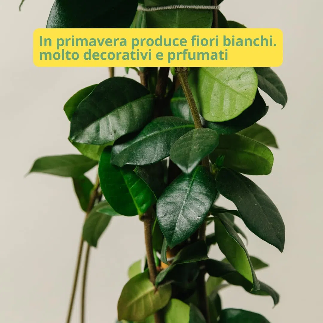 Gelsomino Rincospermum w doniczce 19cm 180cm pnącze roślina ogrodowa