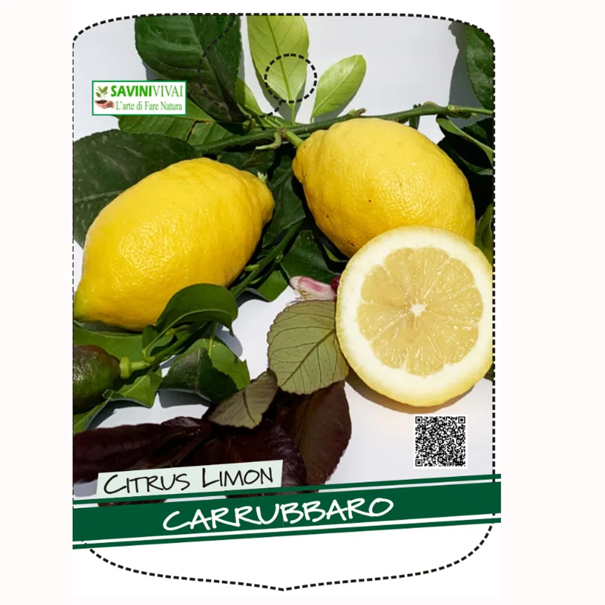 SAVINI VIVAI Pianta di Limone Albero Agrumi Carrubaro Limone ad Alberello in Vaso da 20 cm altezza 70 cm 2-3 Anni di innesto Made Italy