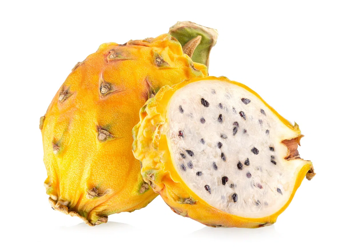 PITAYA TRIS GIALLA POLPA ROSSA BIANCA FRUTTO DEL DRAGO HYLOCEREUS UNDULATUS DRAGON FRUIT 3 PIANTE