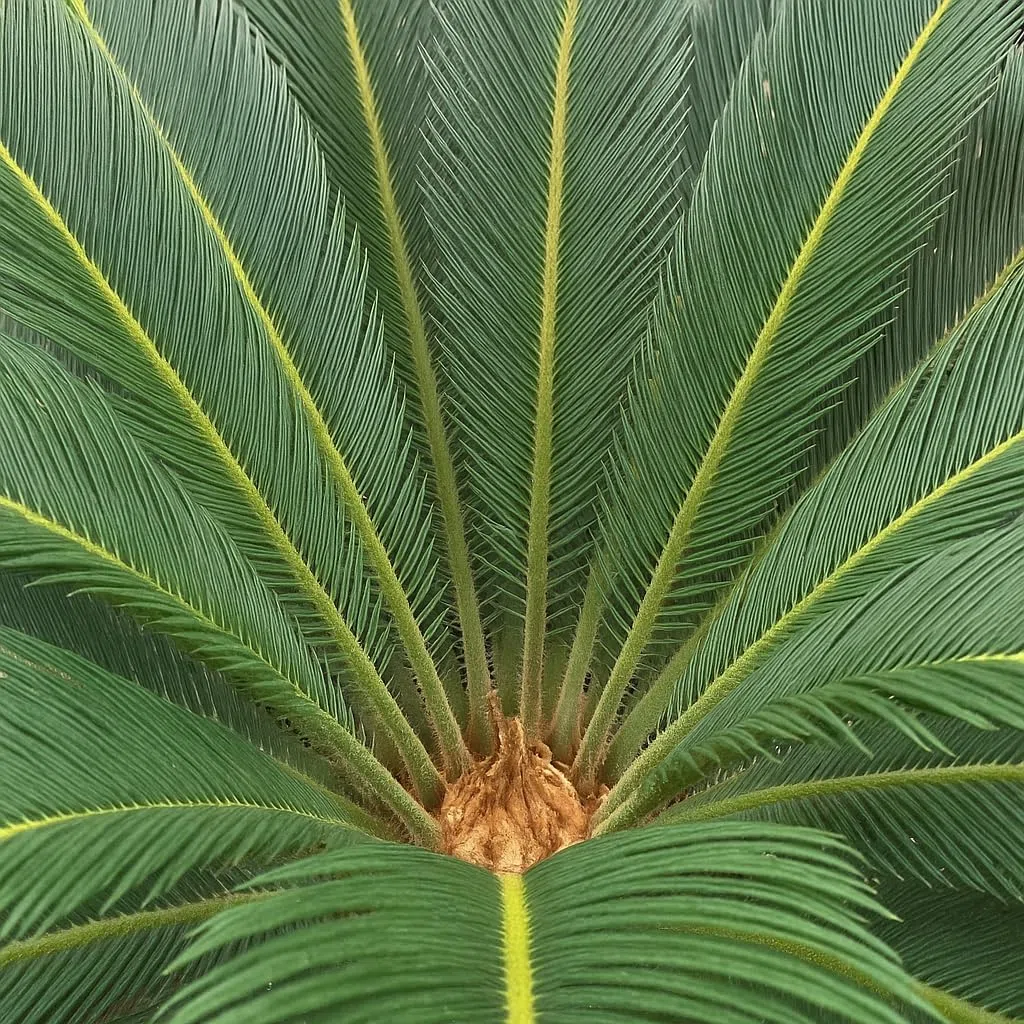 Trendyplants Cycas Revoluta - Palma sago giapponese - Pianta da giardino - Altezza 60-80 cm - Dimensione vaso Ø24 cm