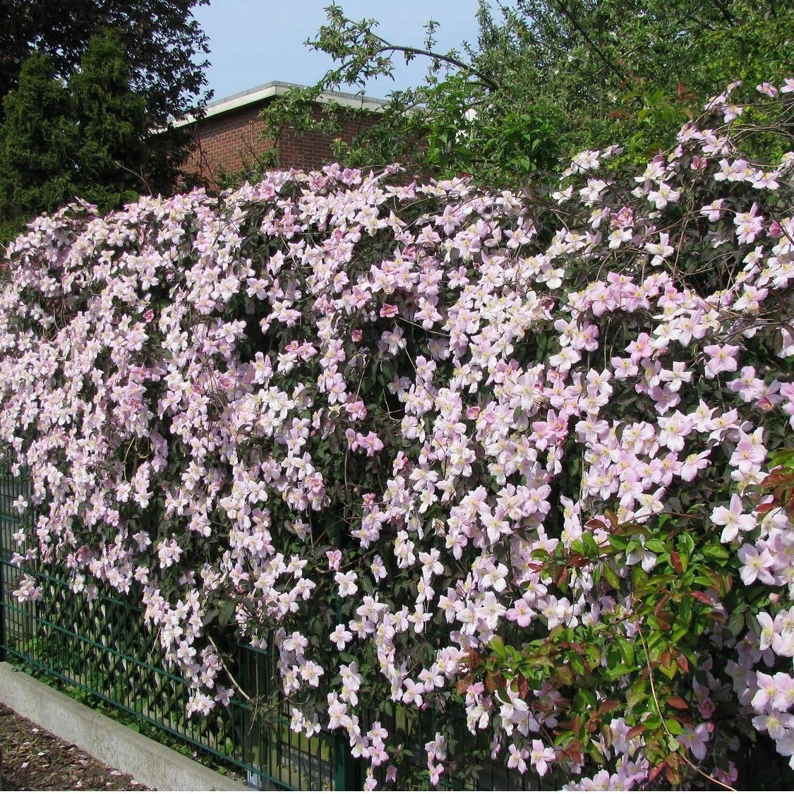 Clematis Montana Rubens - Set di 2 piante rampicanti rosa, 2 vasi da 1,5 litri