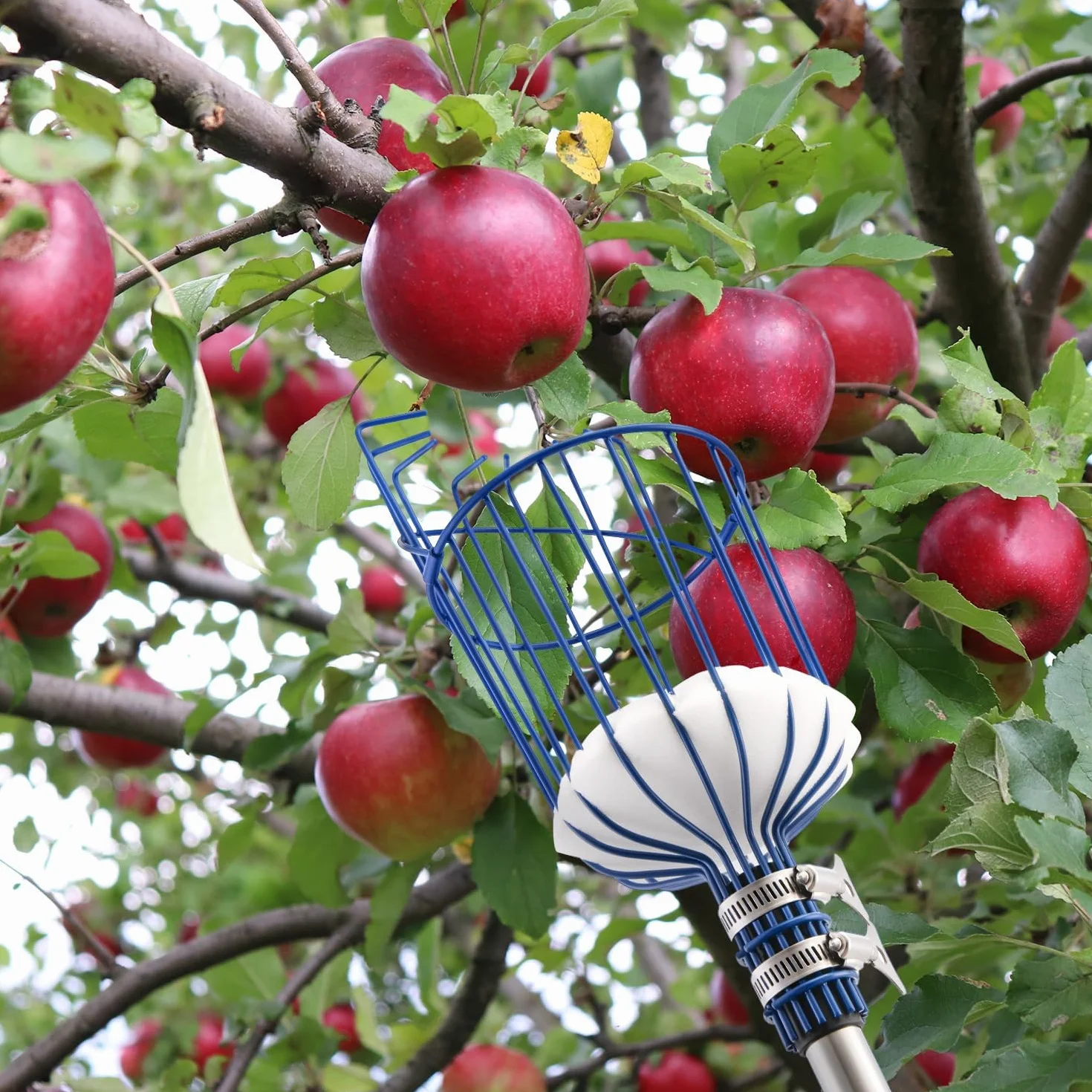 MaidMAX Raccoglitore di Frutta, 4m Fruit Picker, Raccoglifrutta Arancia Mela Raccoglitrice con Palo in Acciaio Inox Leggero, Cestino Robusto con Cuscinetto in Schiuma, Morsetto in Metallo