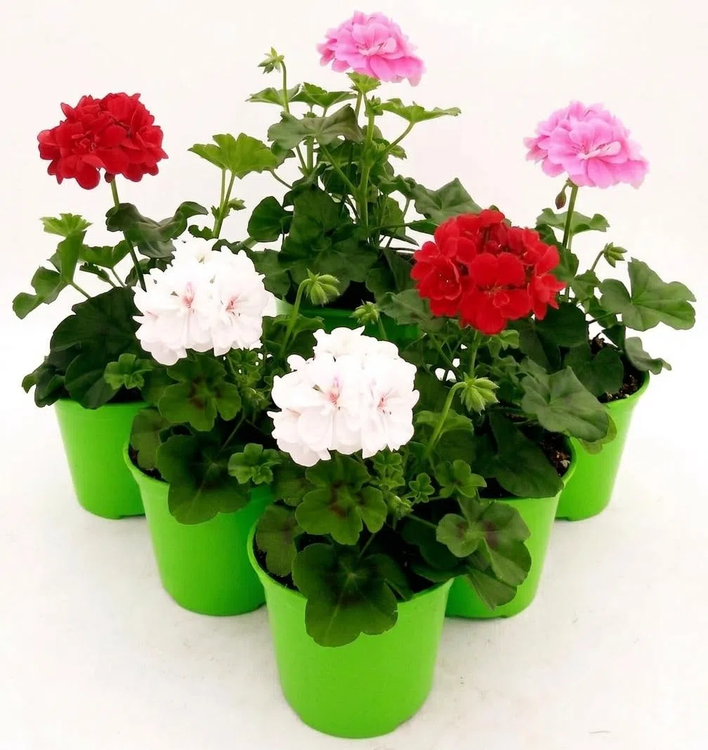 POWERS TO FLOWERS - GERANIO EDERA DOPPIO "HERCULES", PELARGONIUM, 6 PIANTE VASO 14, ROSA-BIANCO-ROSSO, piante vere