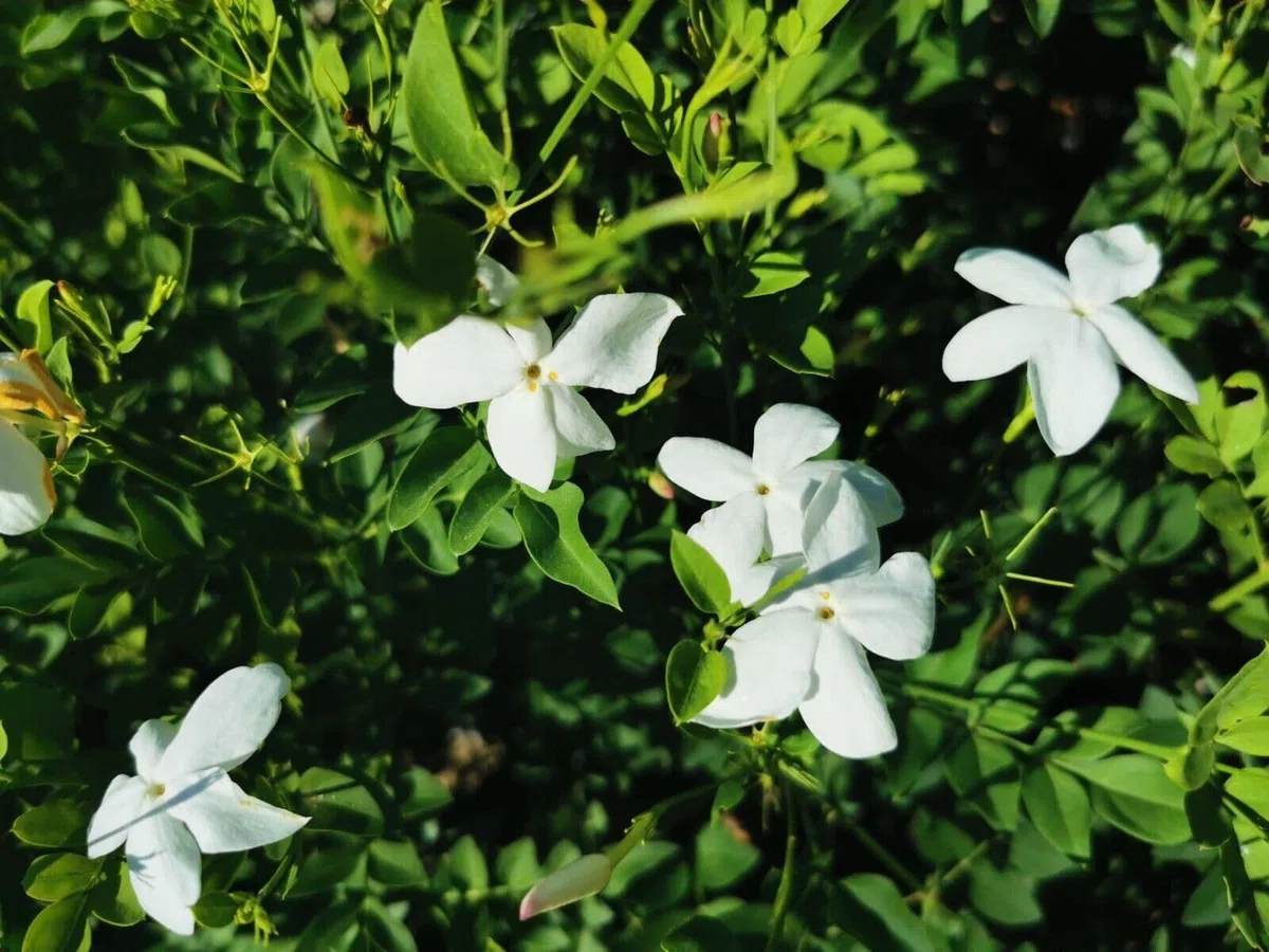 Jasminum officinale vs16 Pianta di Gelsomino Siciliano fiore bianco profumato