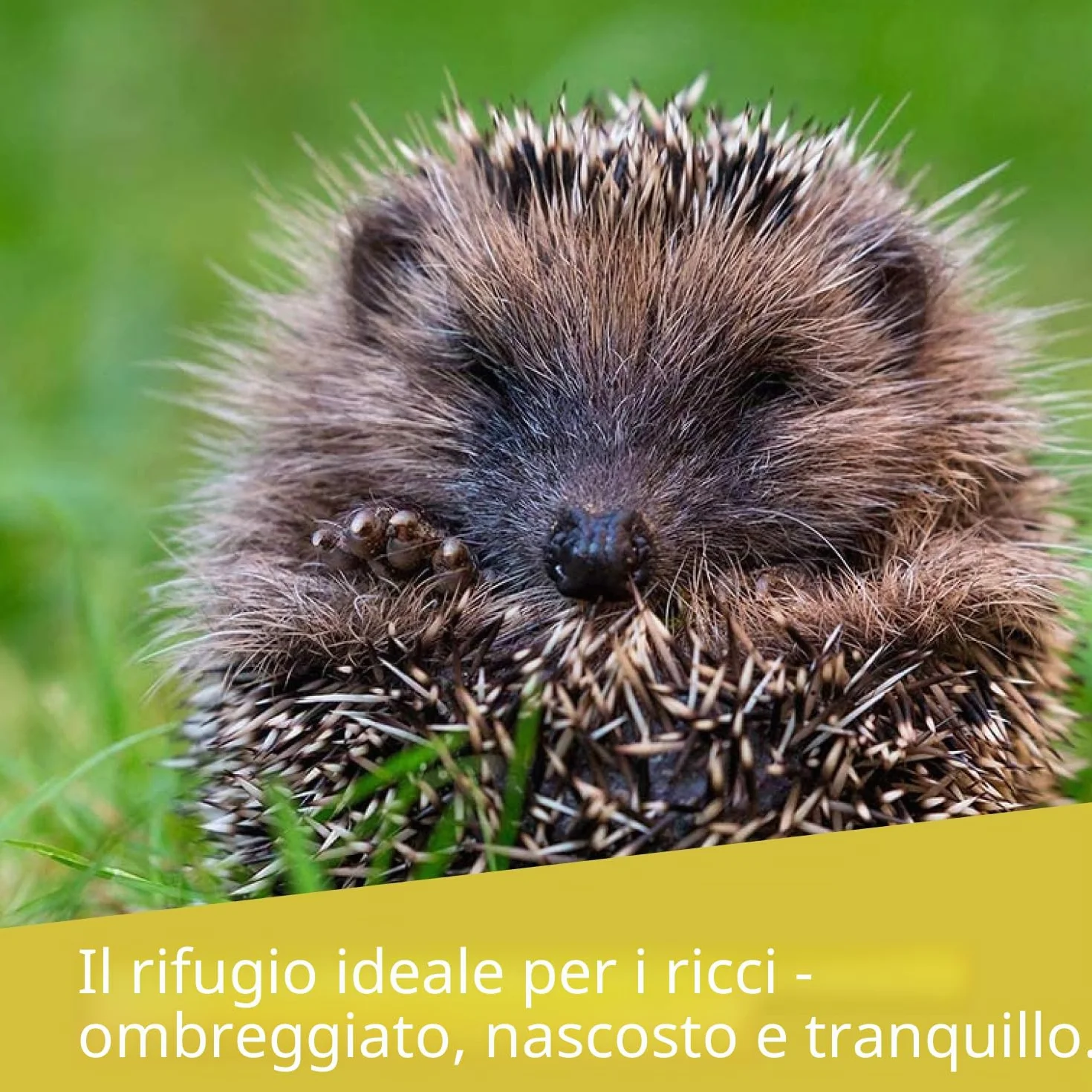 WILDLIFE FRIEND | Casetta per Riccio da Esterno – Ampia e Resistente alle Intemperie - A Prova di Gatti e Altri Animali per Proteggere i Ricci – Realizzata in Legno – 40x40x19 cm