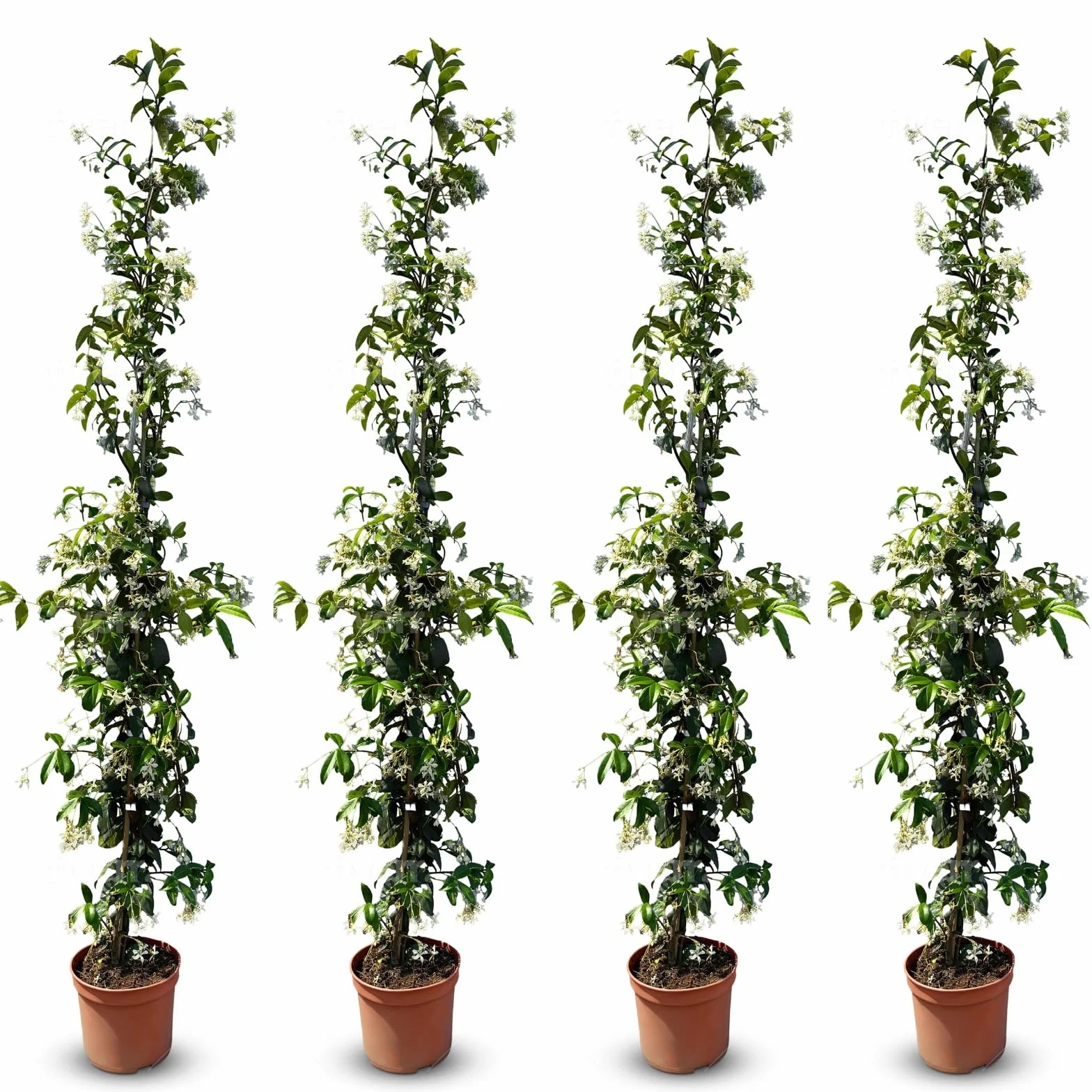 Gelsomino Toscano 120 cm Pianta Rampicante Resistente A+ 4 Pezzi