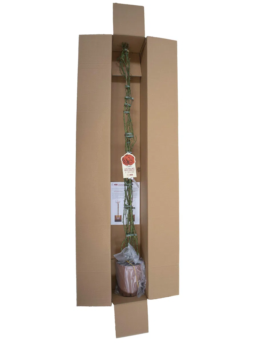 Perennial Blue®, rosa rampicante di Rose Barni®, altezza raggiunta fino a 3 metri, rifiorente con fiori a grappoli viola lilla, cod.18072