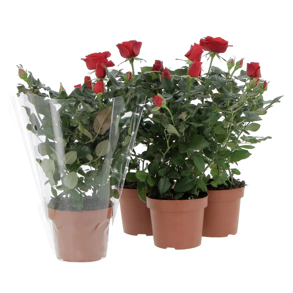 KENTIS - Kit 4 Piante di Rose Rosse - Piante Vere da Esterno Fiorite - Pianta da Balcone Giardino Terrazzo Ornamentali - Sempreverde - Vaso Ø 12 cm