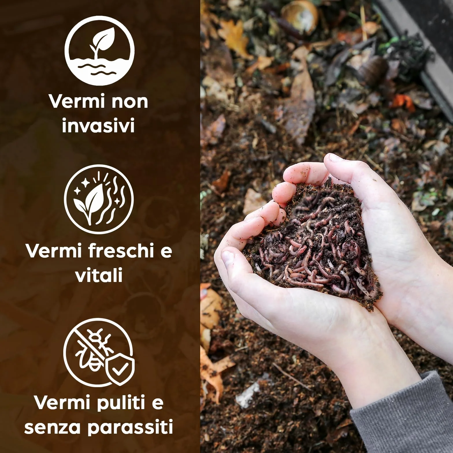 Lombrichi da 500g (circa 1,000 pz.) | Vermi vivi da terra Eisenia, crea un compost con i tuoi rifiuti organici - Per vermicompostaggio/composter/giardino