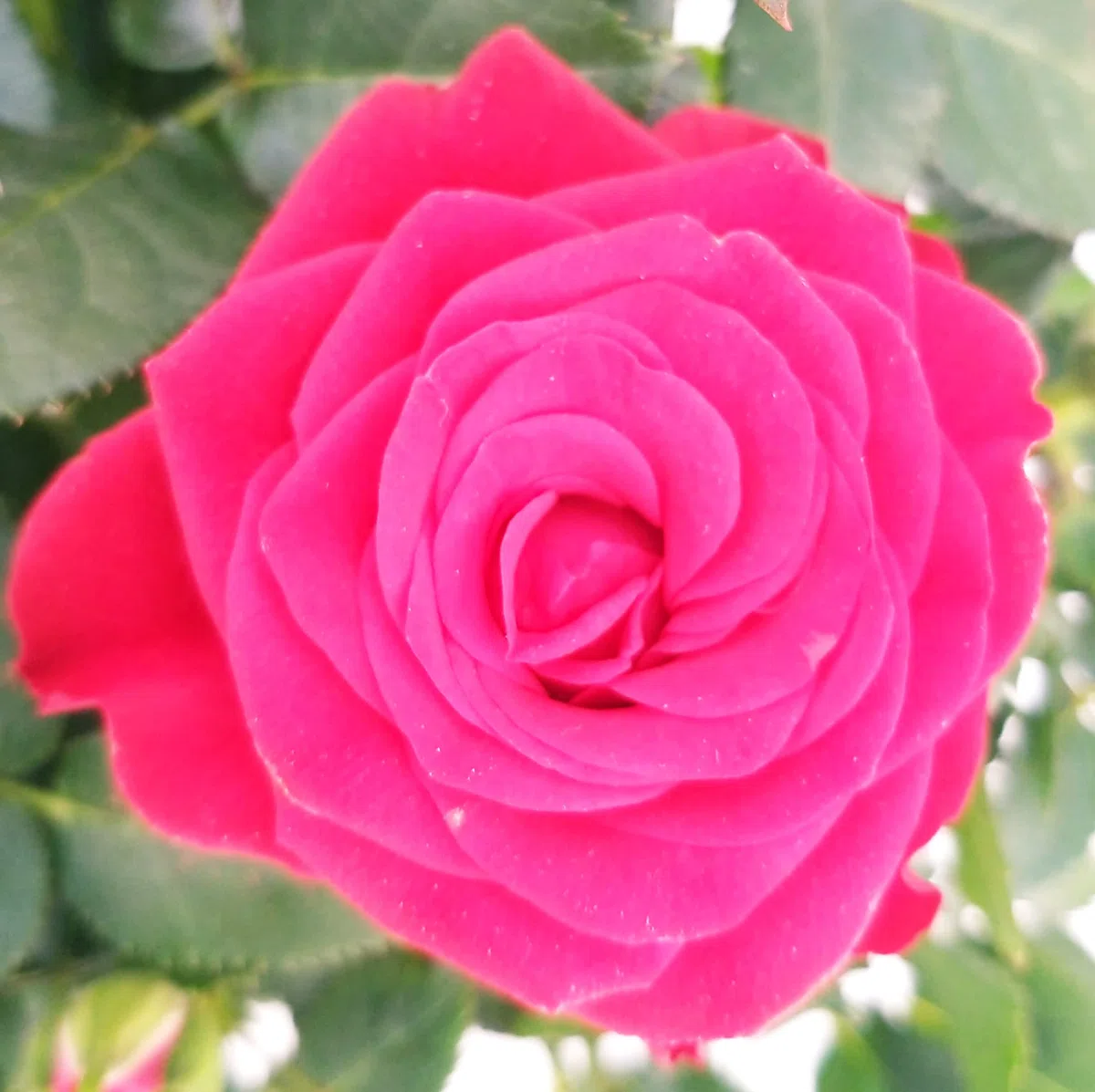 POWERS TO FLOWERS - ROSA DA GIARDINO RAMPICANTE e RIFIORENTE, ROSA ROSSA, GIALLA e ROSA, 3 PIANTE, Piante Vere