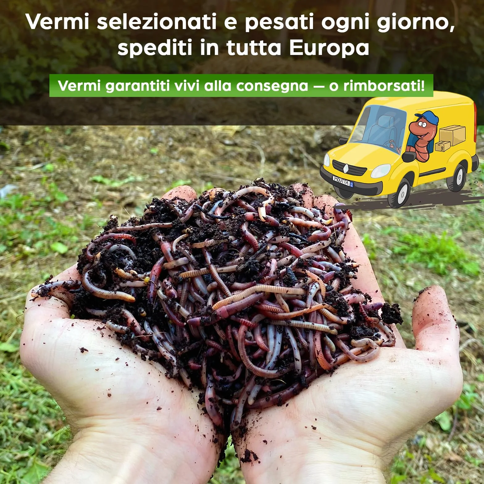 Lombrichi da 500g (circa 1,000 pz.) | Vermi vivi da terra Eisenia, crea un compost con i tuoi rifiuti organici - Per vermicompostaggio/composter/giardino