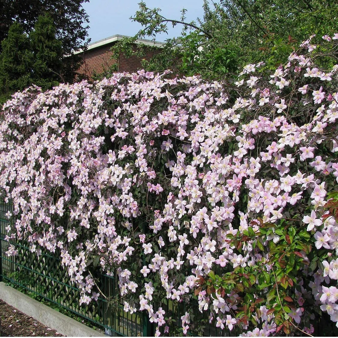 Clematis Montana Rubens Pianta rampicante Rosa-rosa 1,5 litri