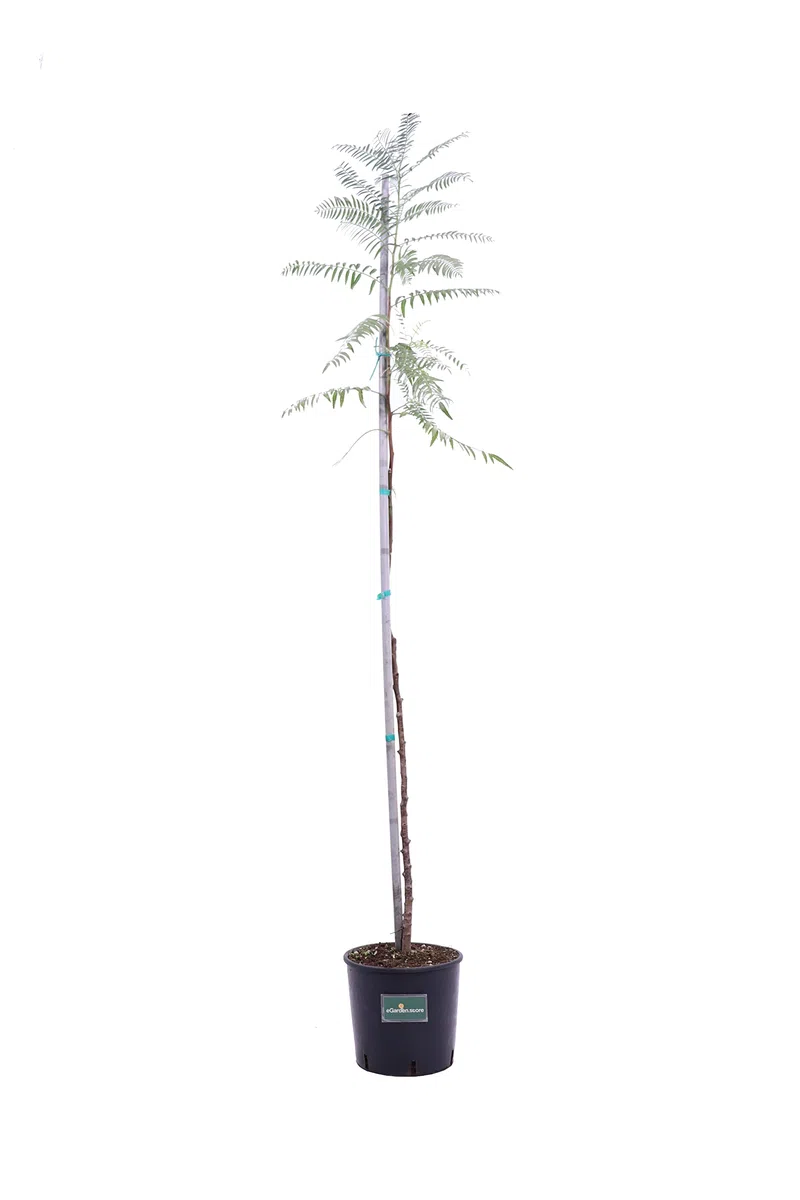 Pianta di Falso Pepe Albero di Schinus Molle pianta da esterno Albero ornamentale di Falso Pepe albero da giardino pianta vera venduta da eGarden.store