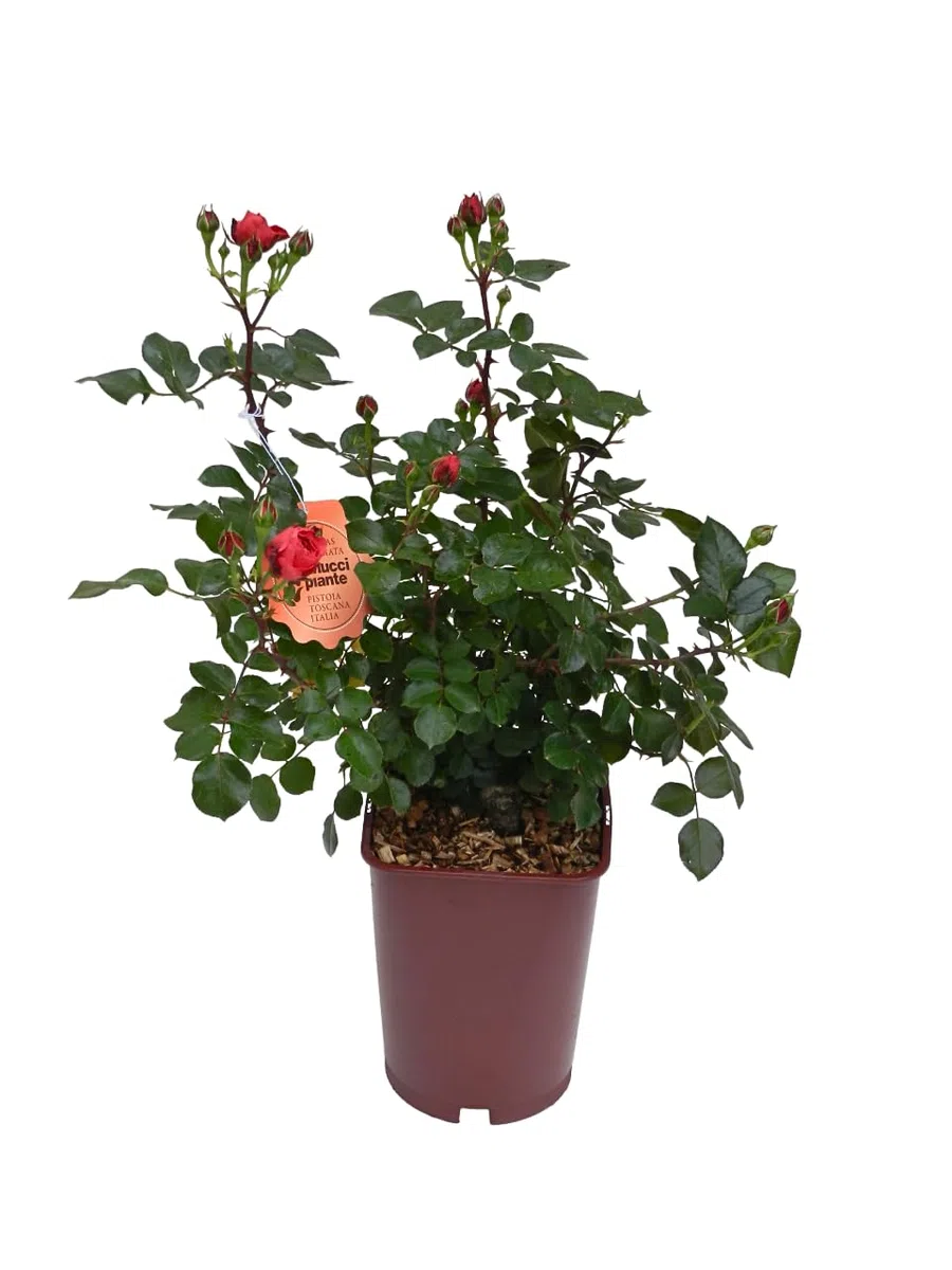 Vannucci Piante - Rosa vera a cespuglio in vaso. Pianta da balcone con bellissime colorazioni! (Rosso)