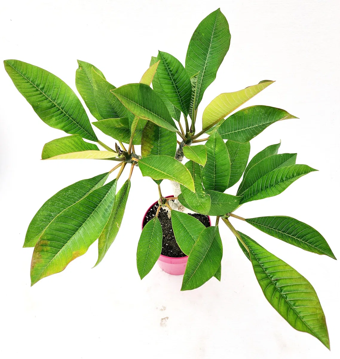 POWERS TO FLOWERS - PLUMERIA FRANGIPANI RAMIFICATA ARANCIONE, altezza 45cm, vaso 16 cm diametro, pianta vera