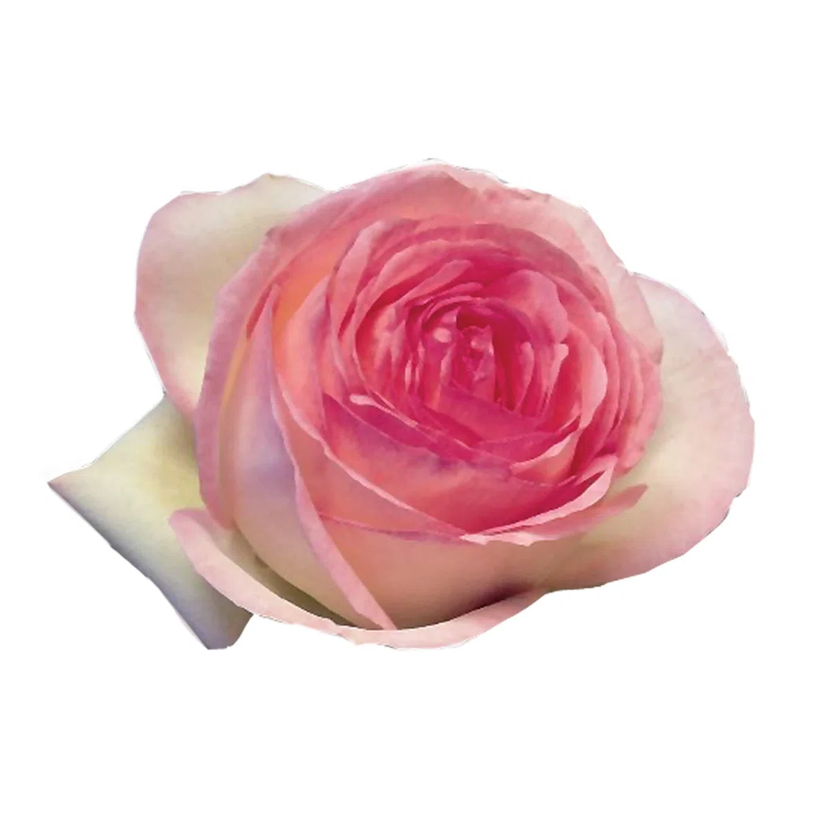 Pierre de Ronsard®,(o Eden Rose®) rosa in vaso di Rose Barni®, pianta rampicante rifiorente a grandi fiori, h.raggiunta 3.5 metri, pianta resistente alle malattie, leggermente profumata, cod.15071