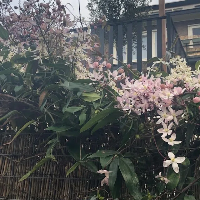 Clematis armandii 'Apple Blossom' - Pianta rampicante perenne - rosa - Vaso da 2 litri