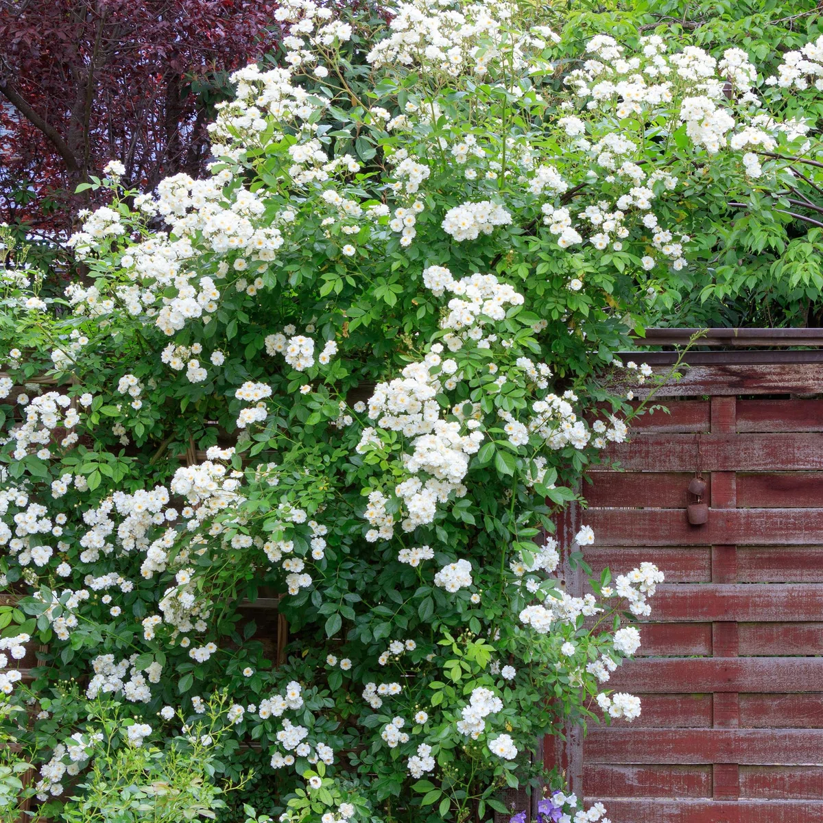 GardenersDream 3X Piante di Rose Rampicanti – Varietà Arancione, Rossa e Bianca Arbusti Fioriti - Rose Rampicanti per Muri, Recinzioni e Giardino