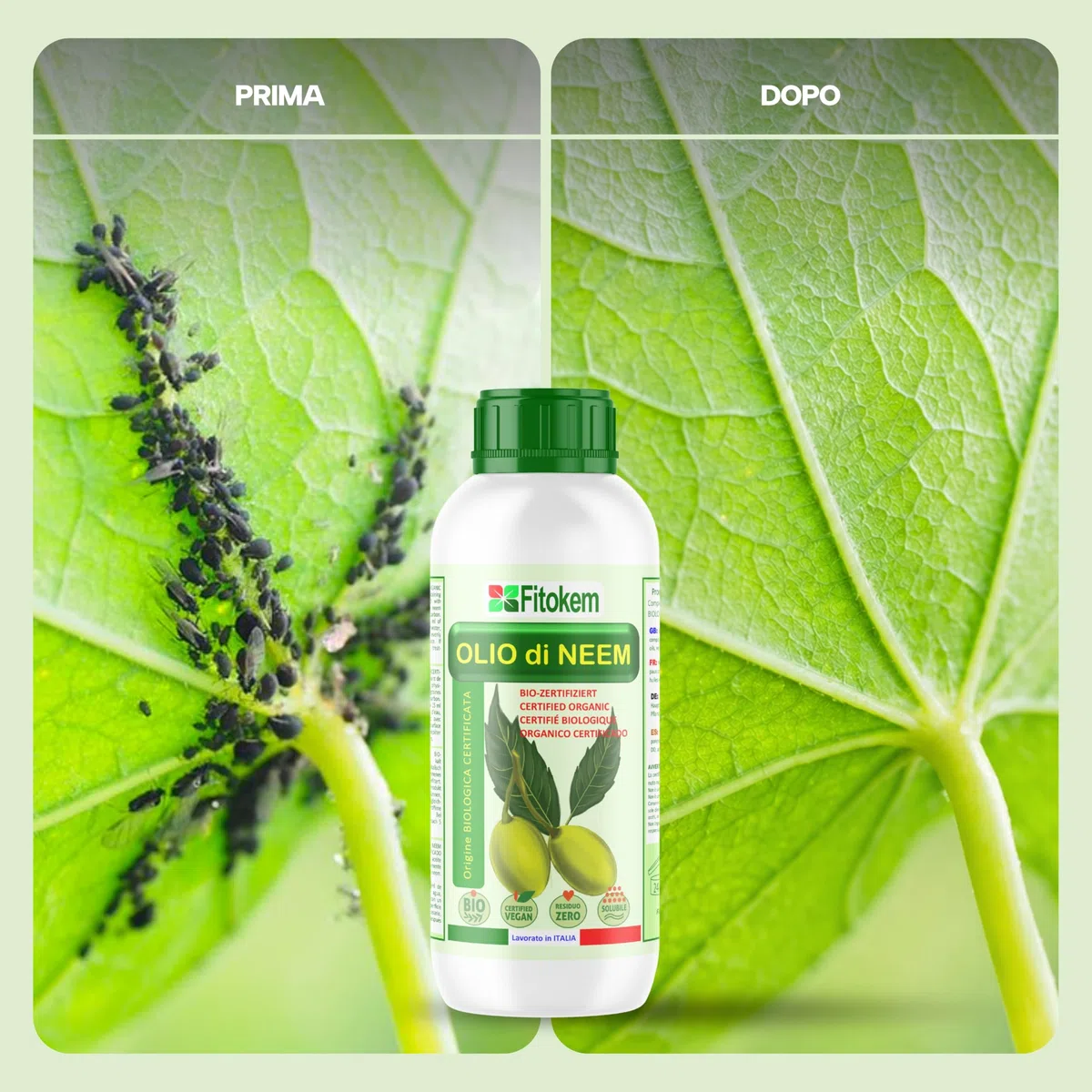 Fitokem Sapone Molle di Potassio 1lt e Olio di Neem 1lt Kit Protezione Piante Corroborante Naturale per Orto e Giardino contro Afidi e Cocciniglia Residuo Zero Made in Italy