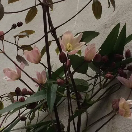 Clematis armandii 'Apple Blossom' - Pianta rampicante perenne - rosa - Vaso da 2 litri