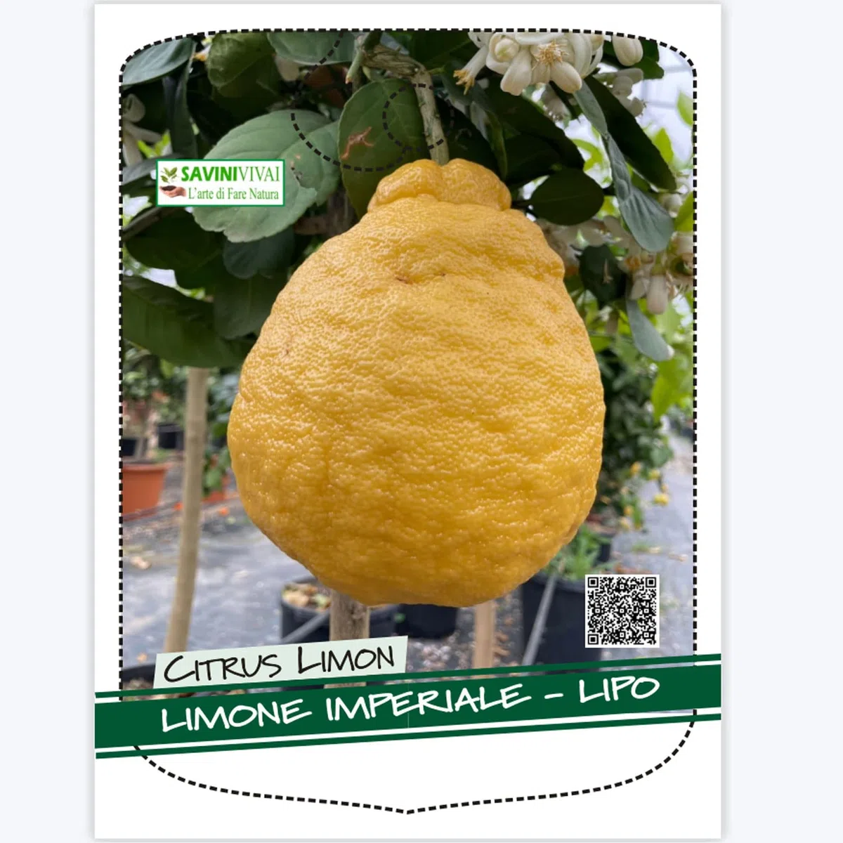 SAVINI VIVAI Pianta di Limone Albero Agrumi Limone Imperiale o Lipo in Vaso da 20 cm Altezza 70 cm 2-3 Anni di innesto Made Italy