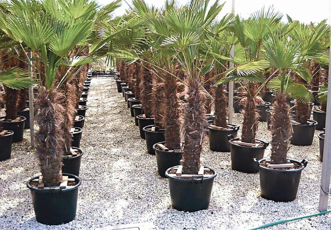 Mastello in plastica nero con manici e fori mastellone tino tinozza giardino Capacità 110 Litri Vivaio di Castelletto
