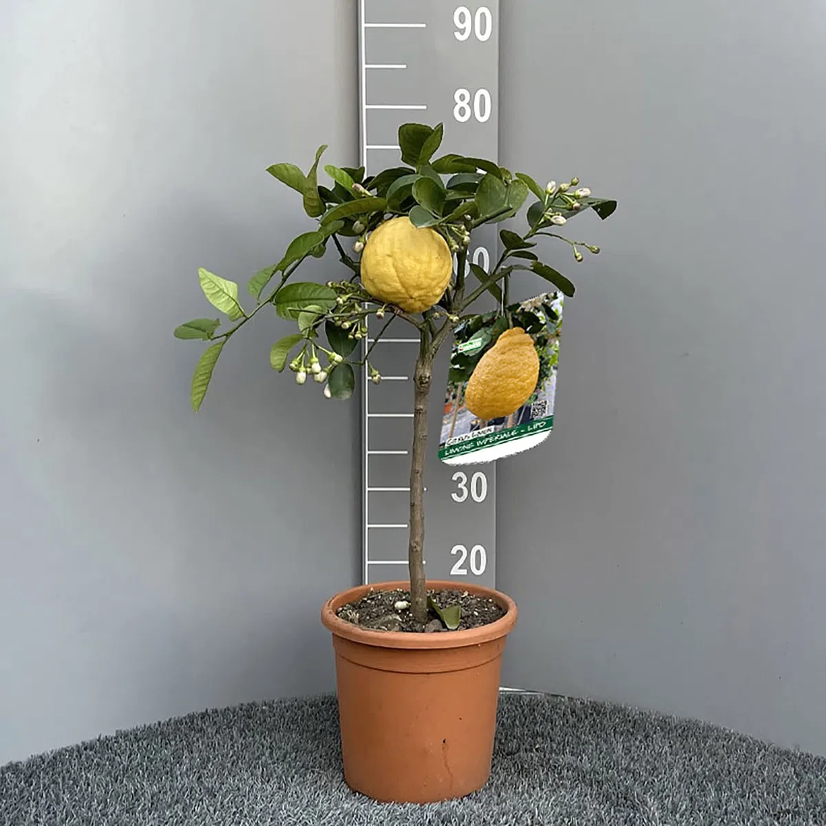 SAVINI VIVAI Pianta di Limone Albero Agrumi Limone Imperiale o Lipo in Vaso da 20 cm Altezza 70 cm 2-3 Anni di innesto Made Italy