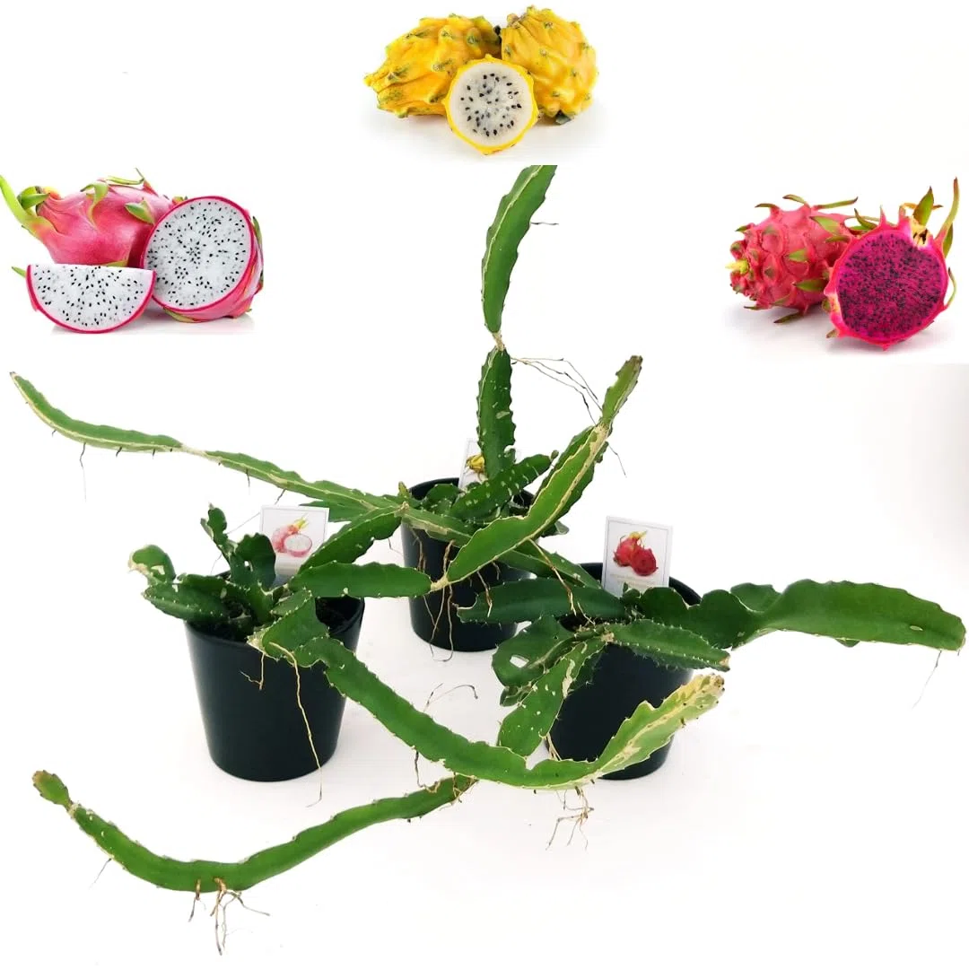 PITAYA TRIS GIALLA POLPA ROSSA BIANCA FRUTTO DEL DRAGO HYLOCEREUS UNDULATUS DRAGON FRUIT 3 PIANTE