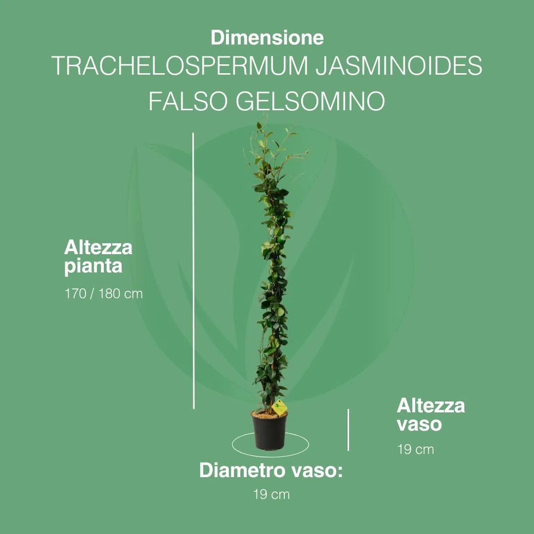Gelsomino Rincospermum w doniczce 19cm 180cm pnącze roślina ogrodowa