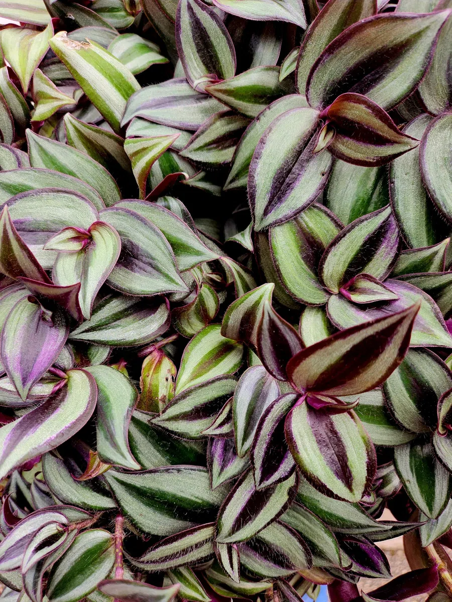 POWERS TO FLOWERS - TRADESCANTIA ZEBRINA XXL ESEMPLARE VASO 27CM DIAMETRO pianta vera