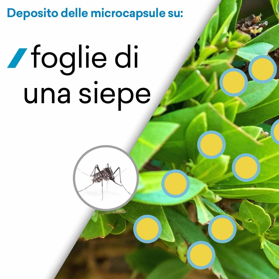 Insetticida Concentrato Insetti Striscianti e Volanti, Microincapsulazione, Made in Italy - 1 litro