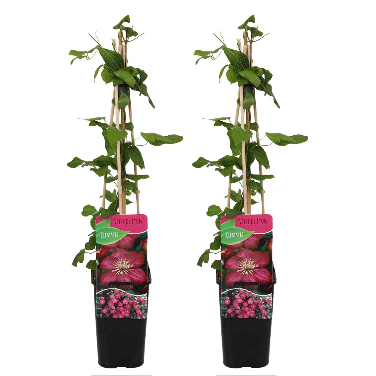 Clematis 'Ville de Lyon' Bloomique Set di 2 Rosa scuro Rampicante Resistente al freddo Alte 50-70 cm Vaso 15 cm