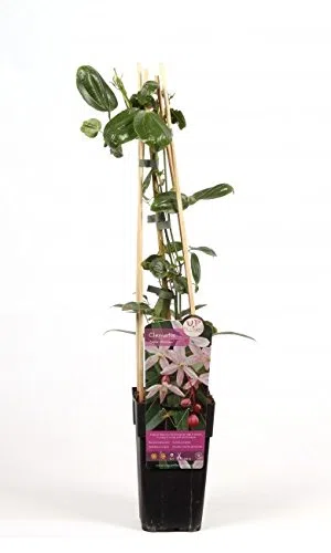 Clematis Armandii Apple Blossom 2 piante rampicanti sempreverdi a crescita rapida – 2 vasi 1,5 L