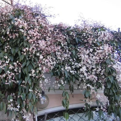 Clematis armandii 'Apple Blossom' - Pianta rampicante perenne - rosa - Vaso da 2 litri