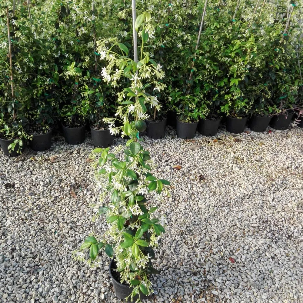 Gelsomino Rampicante 120-140 cm, Trachelospermum Jasminoides, Falso Gelsomino
