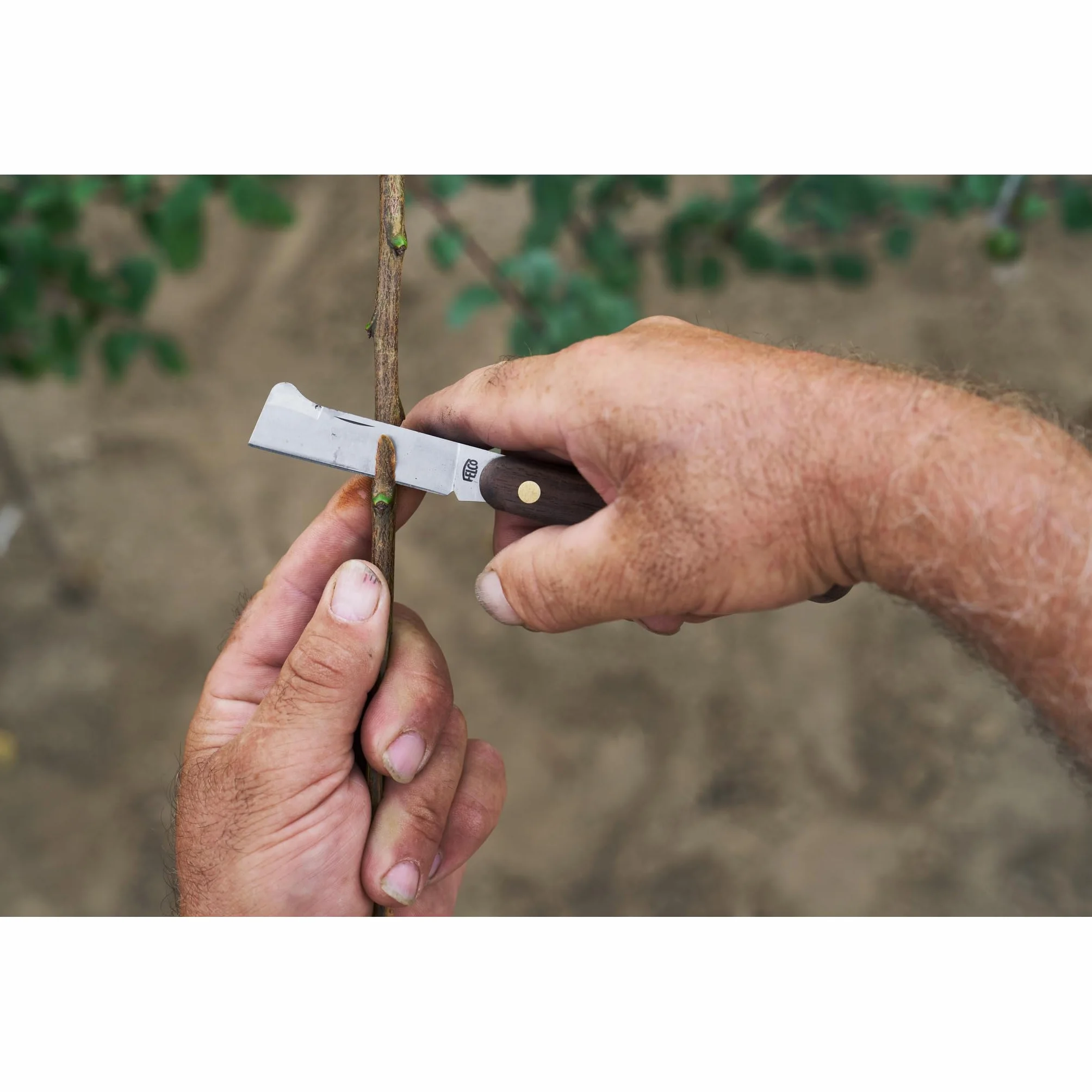 FELCO 512 Coltello da Innesto e Marza, Lama di Precisione 57mm, Costruzione Resistente, Compatto 105mm, Leggero 67g, Strumento Essenziale per Tagli Puliti in Giardino