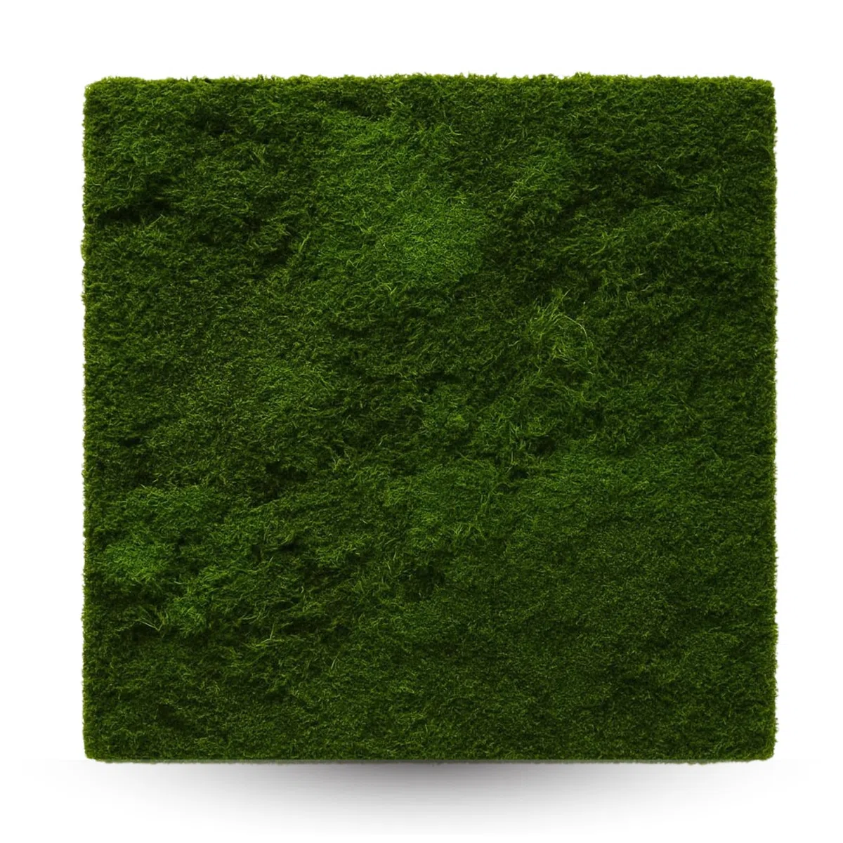 Muschio Stabilizzato Decorativo Naturale Vivo 50x50cm