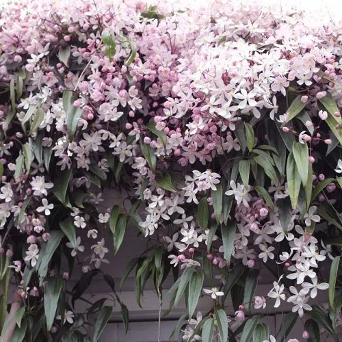 Clematis armandii 'Apple Blossom' - Pianta rampicante perenne - rosa - Vaso da 2 litri