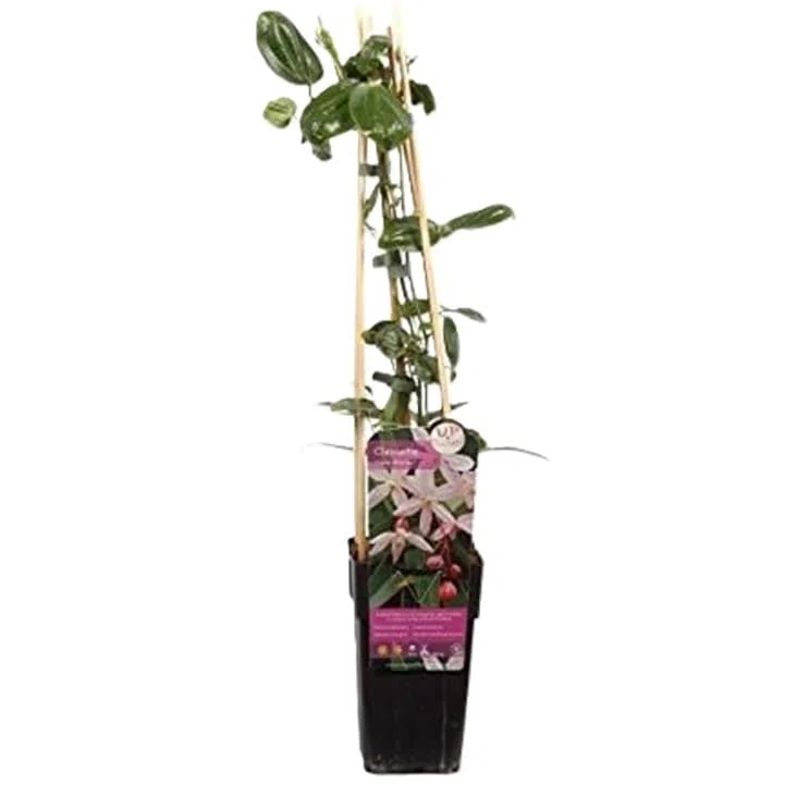 Clematis armandii 'Apple Blossom' - Pianta rampicante perenne - rosa - Vaso da 2 litri