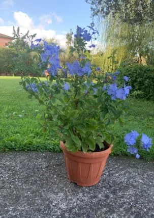 Plumbago auriculata Piombaggine PIANTA VERA ALTA Terre di Romagna MADE IN ITALY COLORE AZZURRO