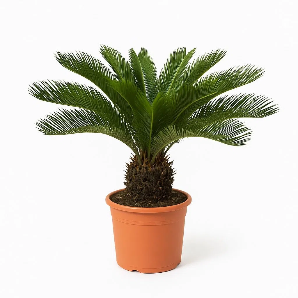 Trendyplants Cycas Revoluta - Palma sago giapponese - Pianta da giardino - Altezza 60-80 cm - Dimensione vaso Ø24 cm