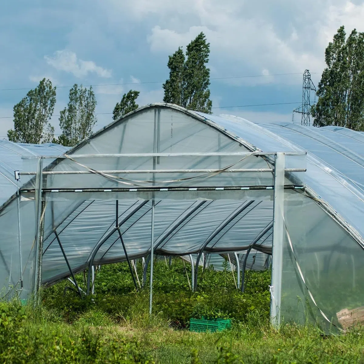 DAZZTIME 3 x 10M Telo Serra Trasparente,Telo Protettivo per Serra,Telo Antigelo per Piante,Pellicola Spessore 100 Micron,Contro Raggi UV per progetti Industriali, Residenziali Agricoli