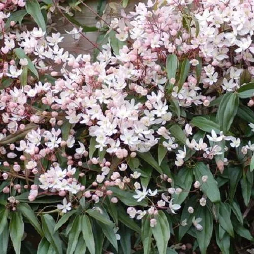 Clematis armandii 'Apple Blossom' - Pianta rampicante perenne - rosa - Vaso da 2 litri