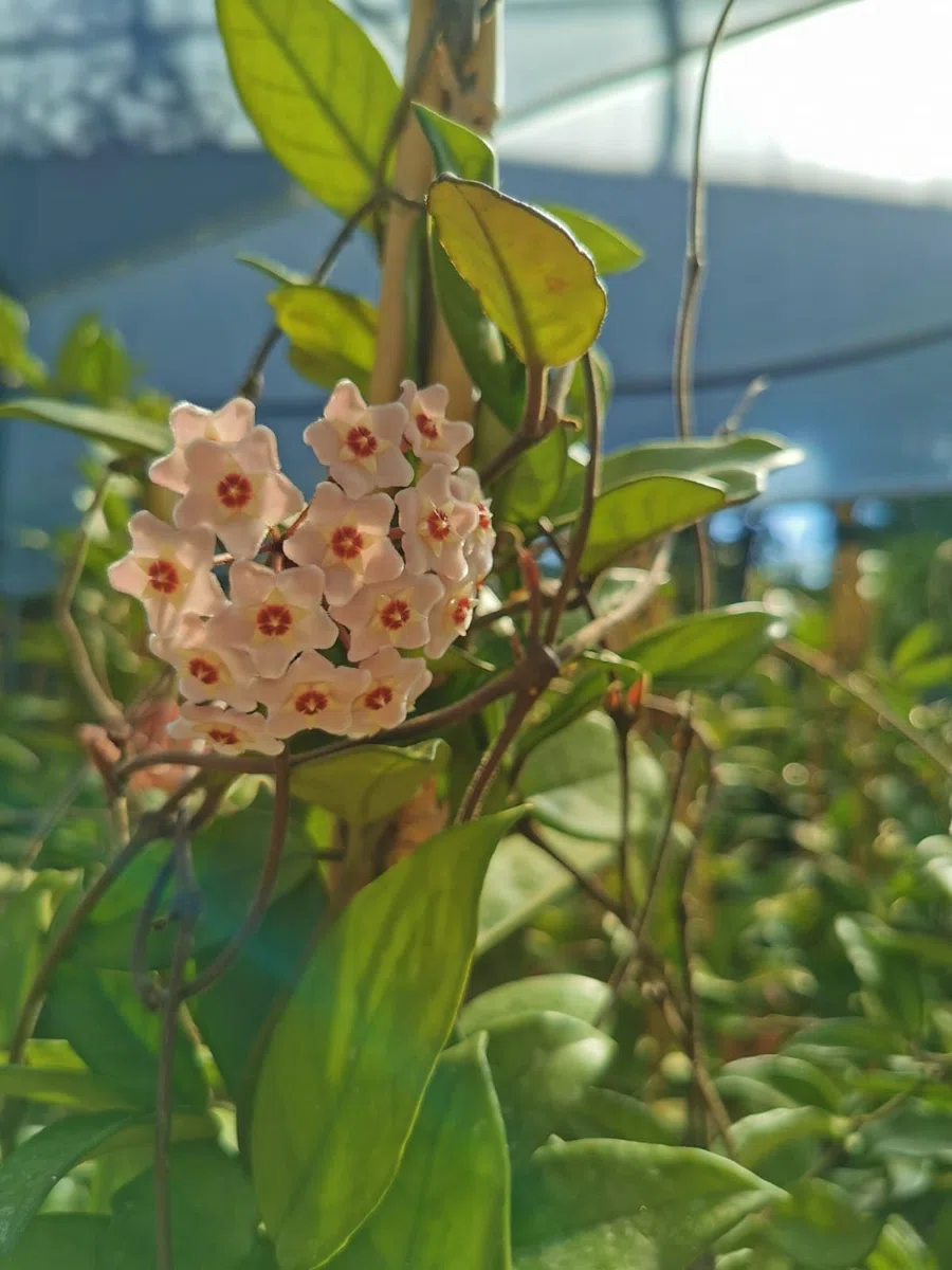 Pianta di Hoya Carnosa Fiori di cera-porcellana Pink, vs20 H110cm