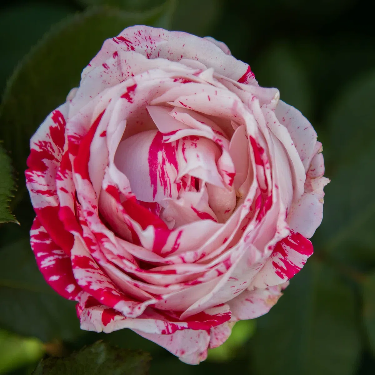 Scentimental®, rosaio vivo Rose Barni®, rosa profumata rossa striato di bianco, pianta rustica fiori grandi, coltivazione in vaso, aiuole e bordure, resistente ai parassiti e qualsiasi clima cod.72096