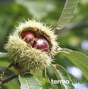 Albero castagno Pianta di castagne Marrone Imballaggio speciale