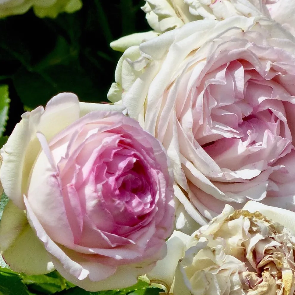 2 x Rose – Vaso rosa "Pierre de Ronsard" 25 – 30 cm – La pluripremiata rosa rampicante fiorita con incantevoli fiori