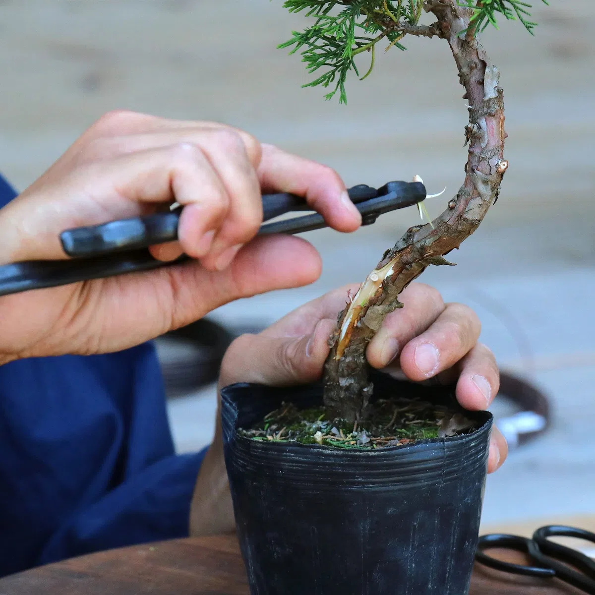 Wazakura Pinze per Filo Bonsai Forgiata a Mano 210mm Fatte in Giappone