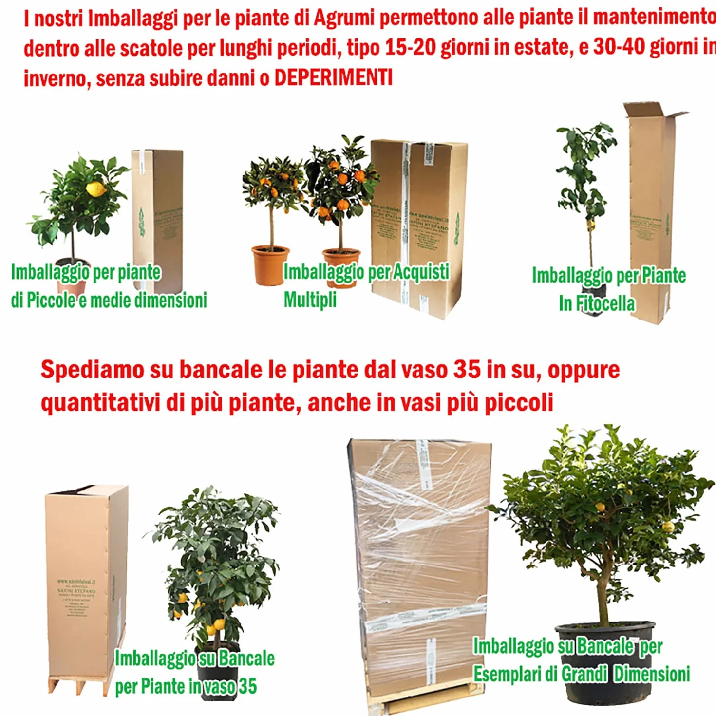 SAVINI VIVAI Pianta di Limone Albero Agrumi Carrubaro Limone ad Alberello in Vaso da 20 cm altezza 70 cm 2-3 Anni di innesto Made Italy