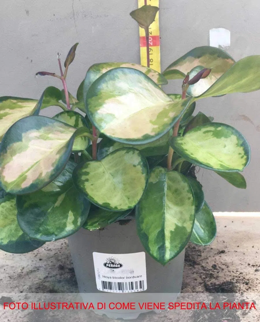 Hoya Tricolor Bordvare Roślina w Doniczce 12cm